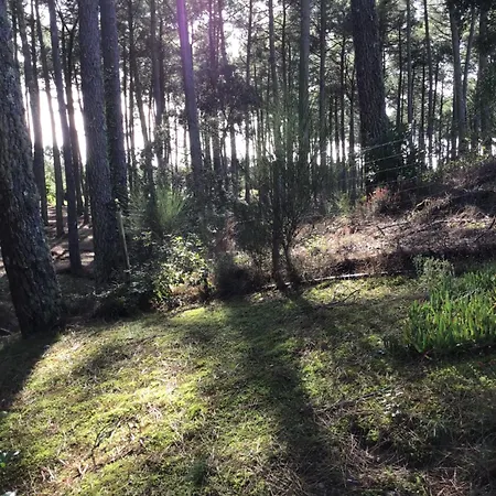 Mh 557 Confort 40m2 3ch 2 Sdb En Lisiere De Foret Dans 4 Etoiles * Saint-Julien-en-Born